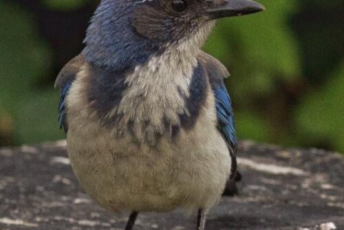 Western Scrub Jay