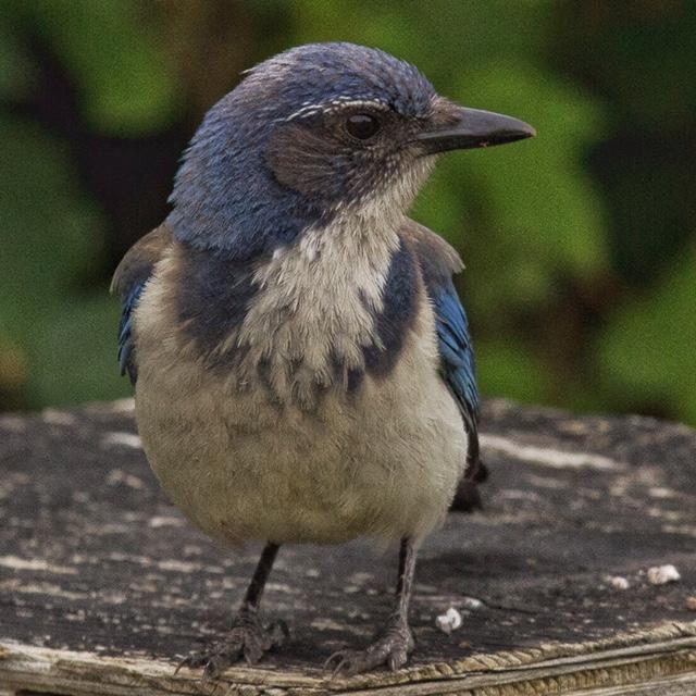Western Scrub Jay Western Scrub Jay