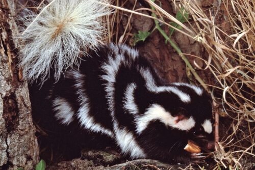 Western Spotted Skunk