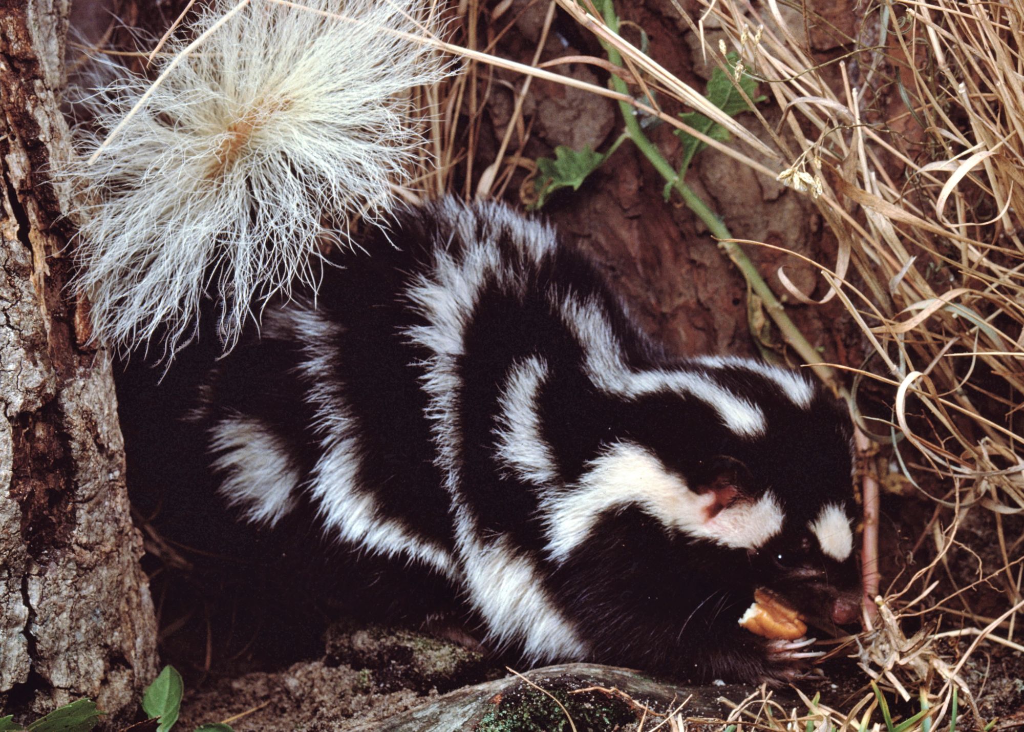 Western Spotted Skunk Western Spotted Skunk