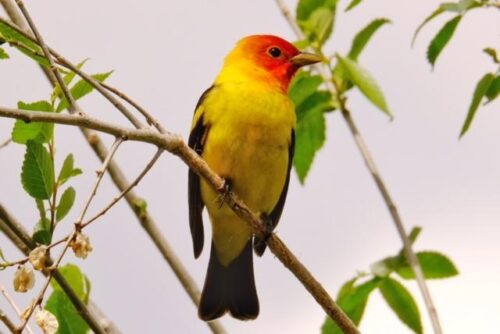 Western Tanager