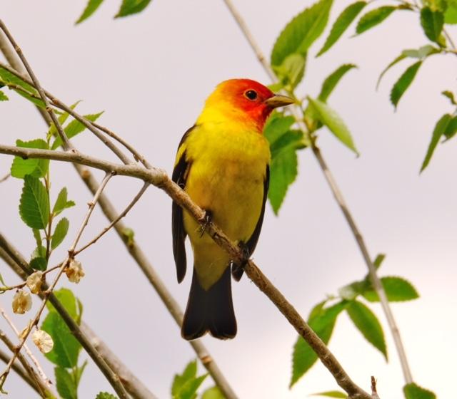 Western Tanager