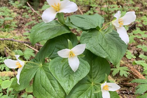 Western Trillium Western Trillium