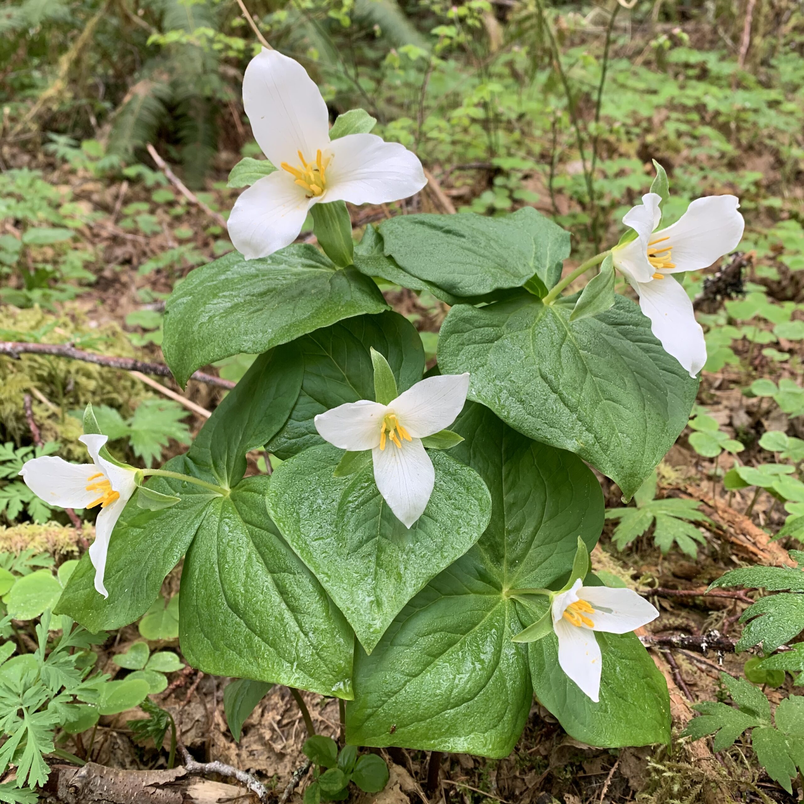 Western Trillium
