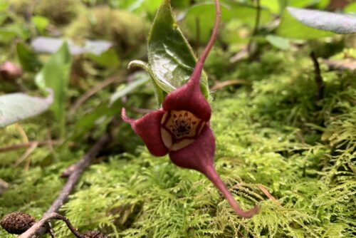 Western Wild Ginger Western Wild Ginger