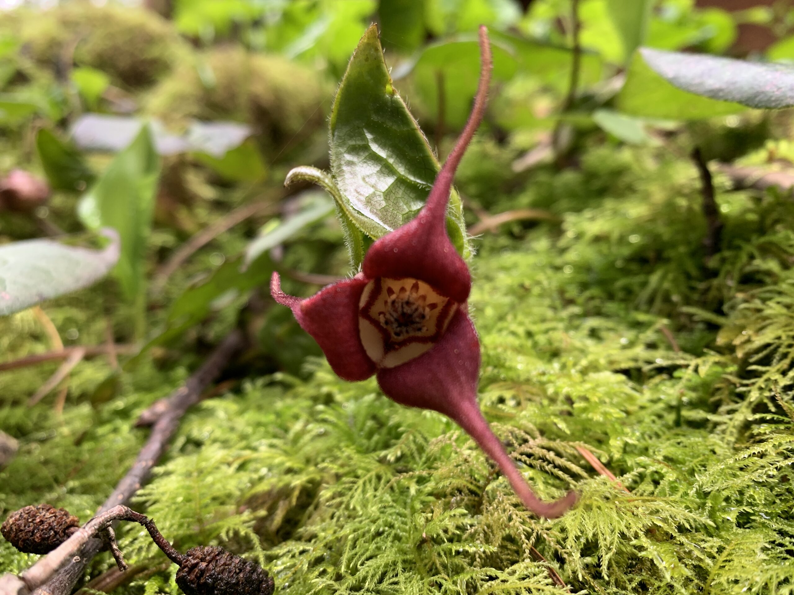 Western Wild Ginger