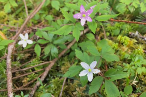 Western Wood Anemone Western Wood Anemone