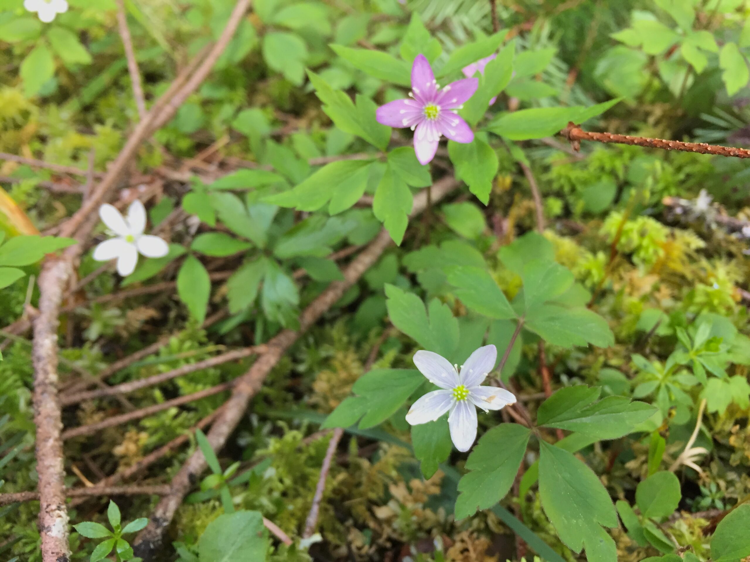 Western Wood Anemone