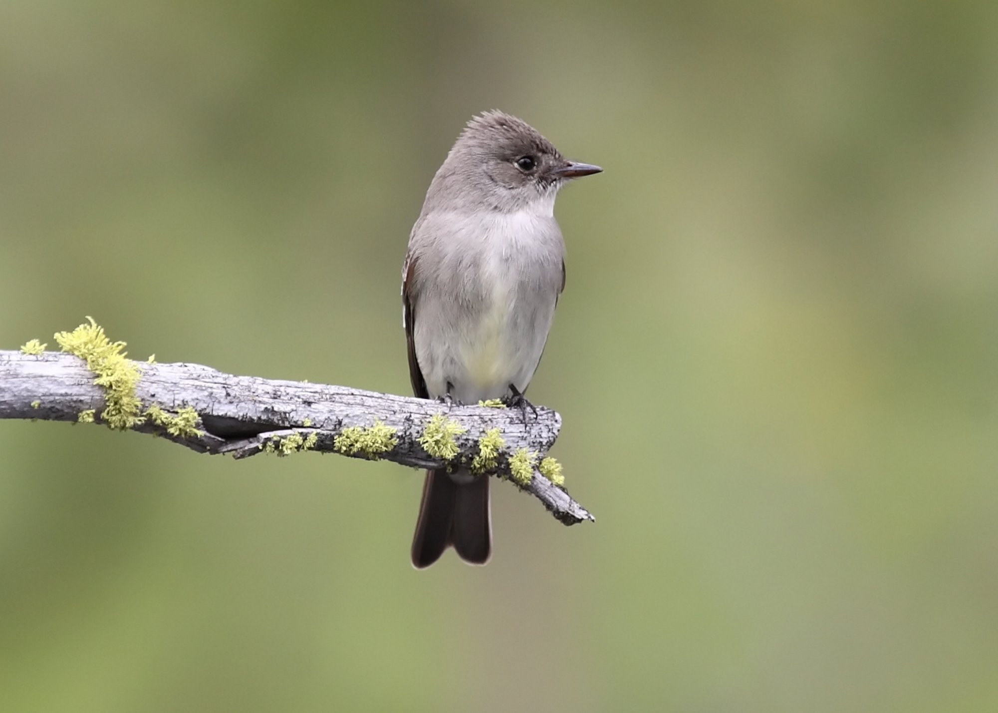 Western Wood-Pewee