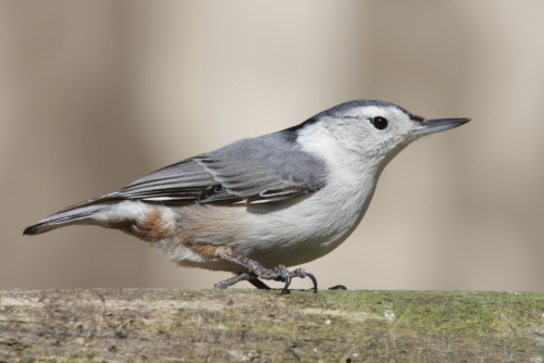 White-Breasted Nuthatch