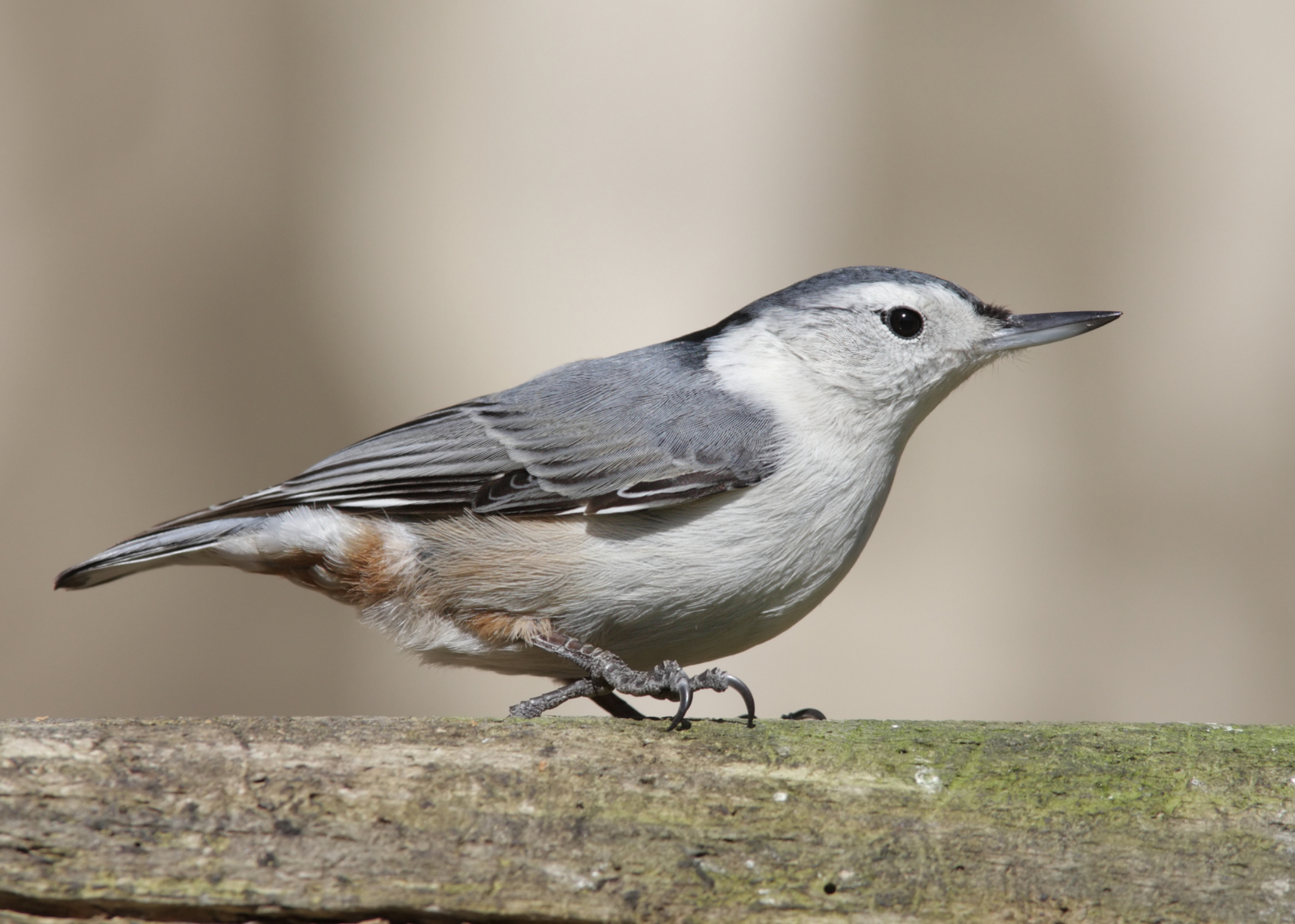 White-Breasted Nuthatch White-Breasted Nuthatch