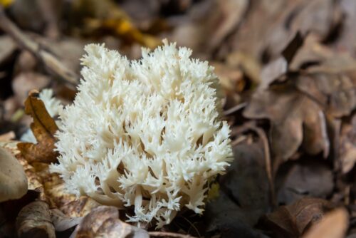 White Coral Mushroom
