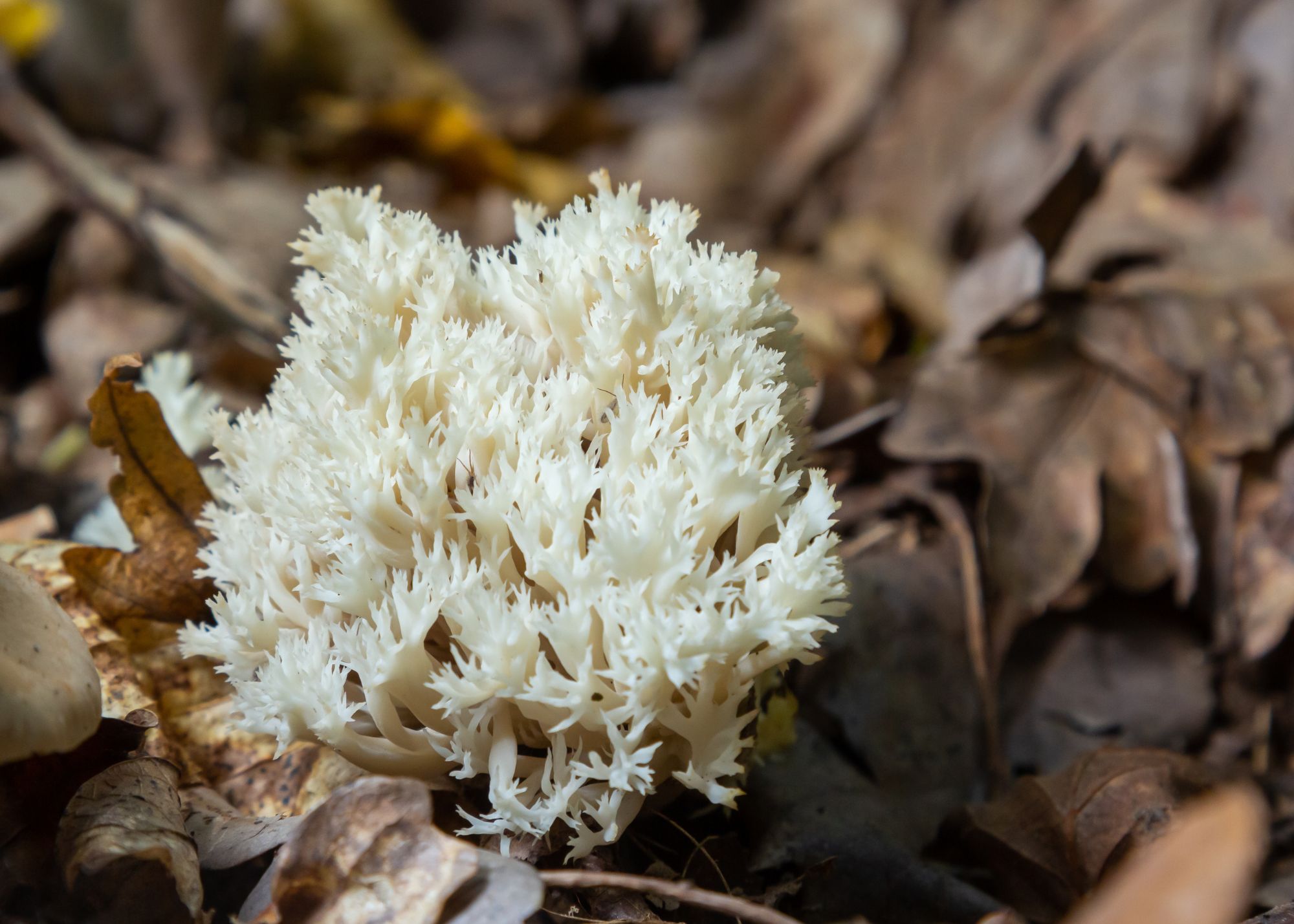 White Coral Mushroom