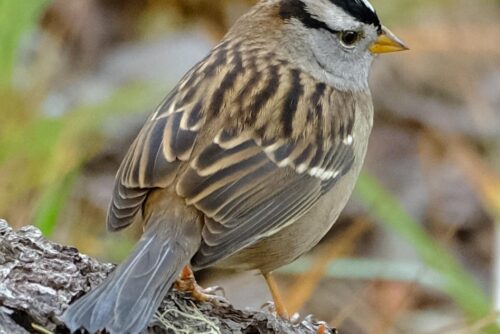 White-Crowned Sparrow