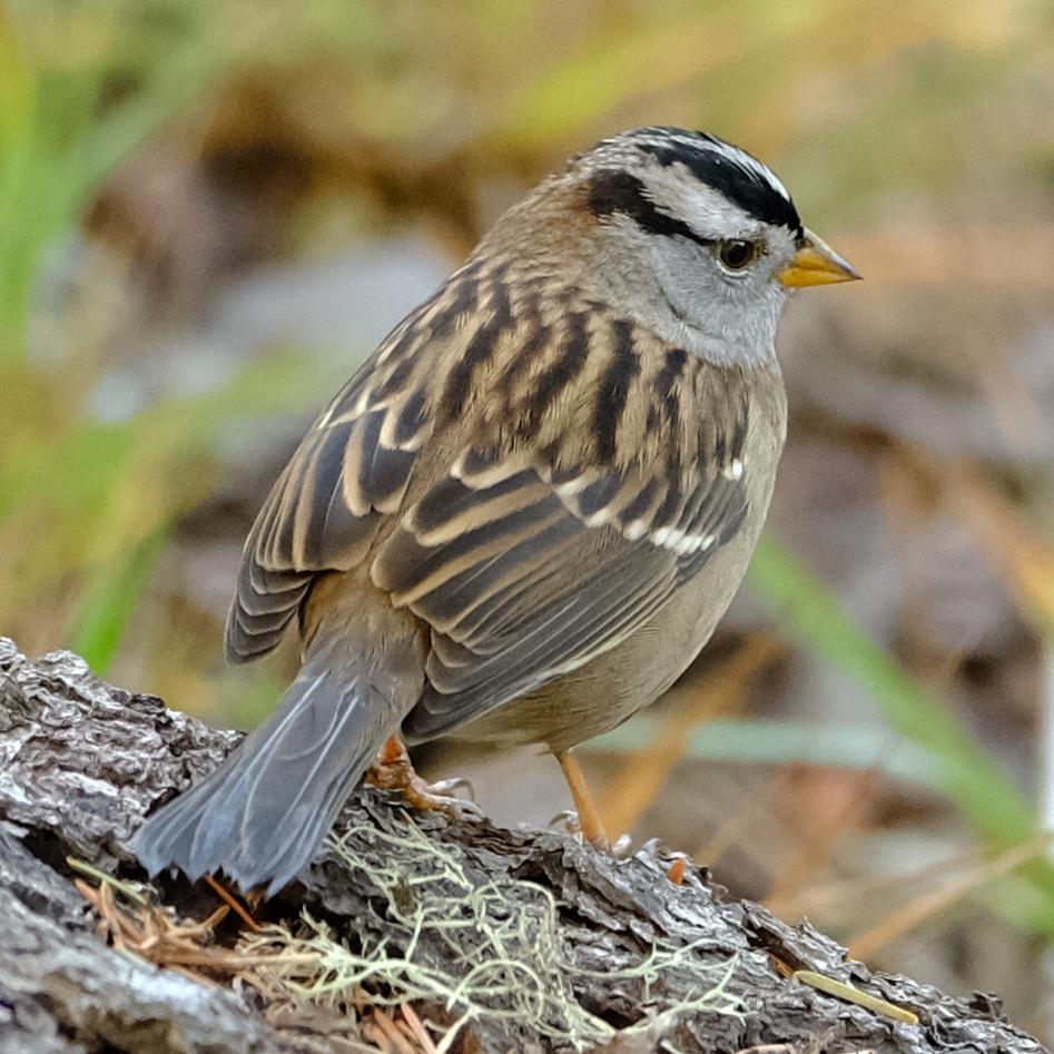 White-Crowned Sparrow White-Crowned Sparrow