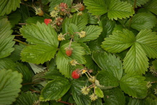 Wild Strawberry