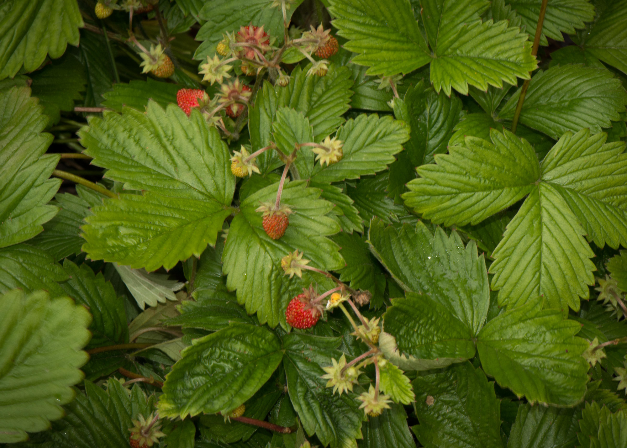 Wild Strawberry Wild Strawberry
