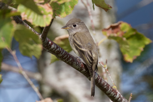 Willow Flycatcher