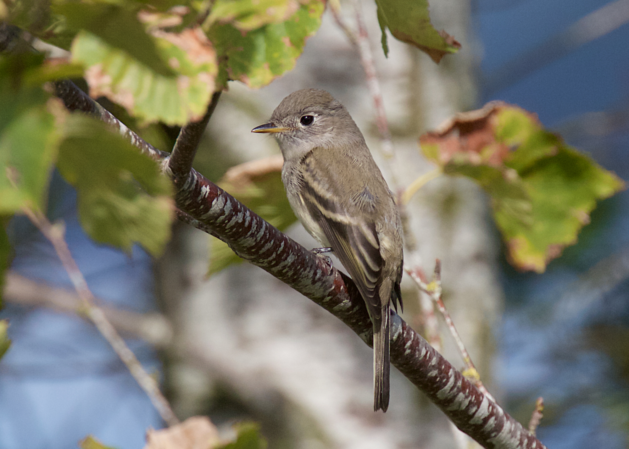 Willow Flycatcher Willow Flycatcher