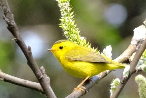 Wilson's Warbler Wilson's Warbler