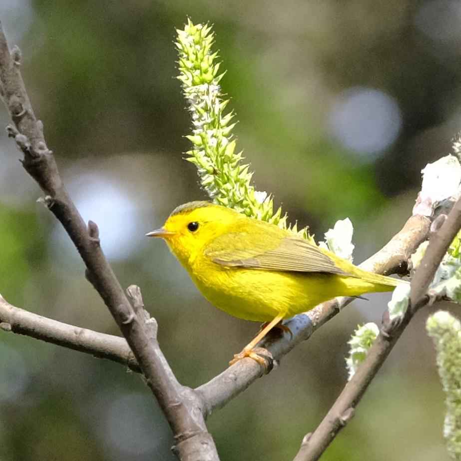 Wilson’s Warbler