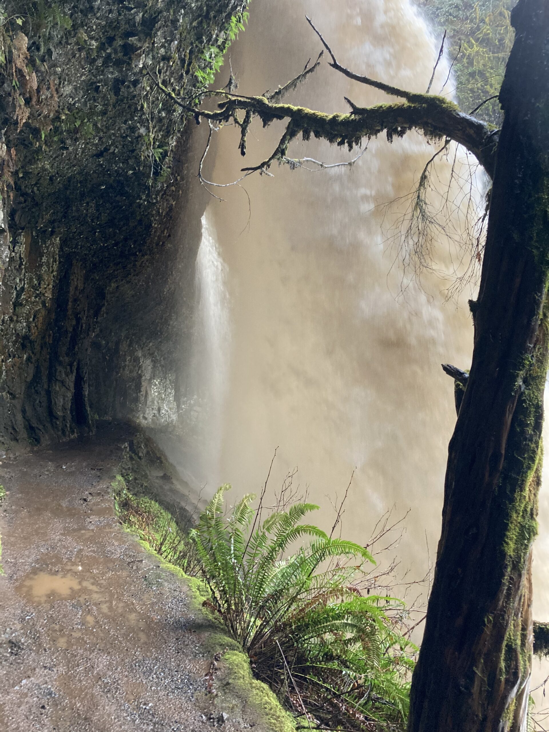 Two volunteers appear to be planting or restoring native vegetation on the grounds outside the South Falls Café at Silver Falls State Park