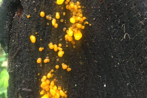 Witch's Butter
