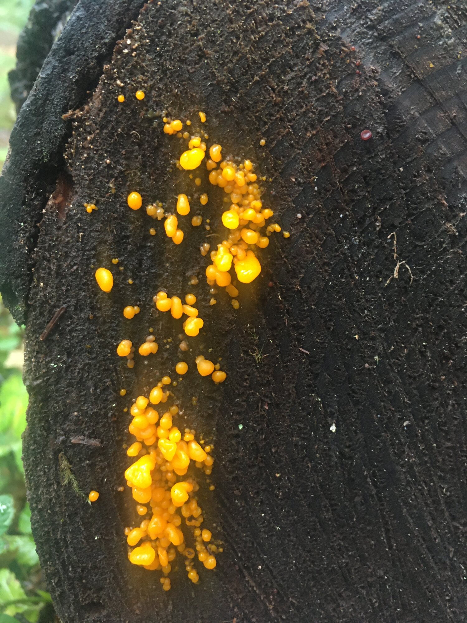 Witch’s Butter Witch’s Butter
