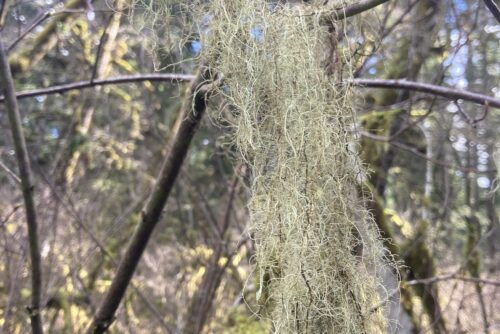 Witch's Hair Lichen