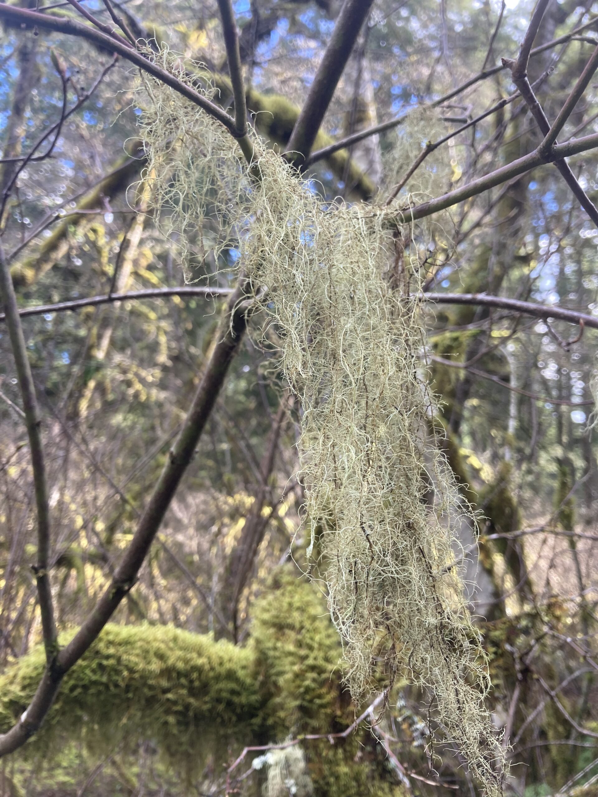 Witch’s Hair Lichen
