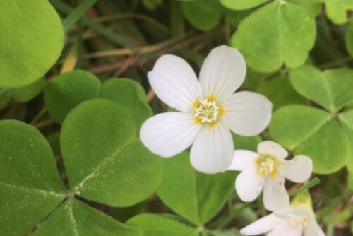 Wood Sorrel Wood Sorrel