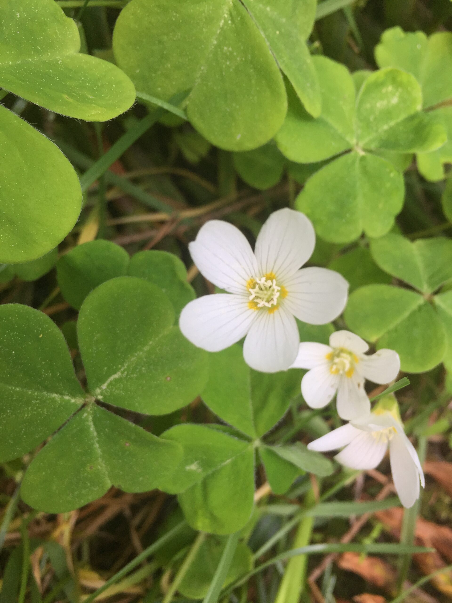 Wood Sorrel