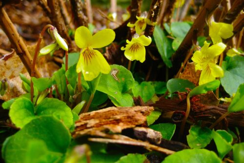 Wood Violet Wood Violet