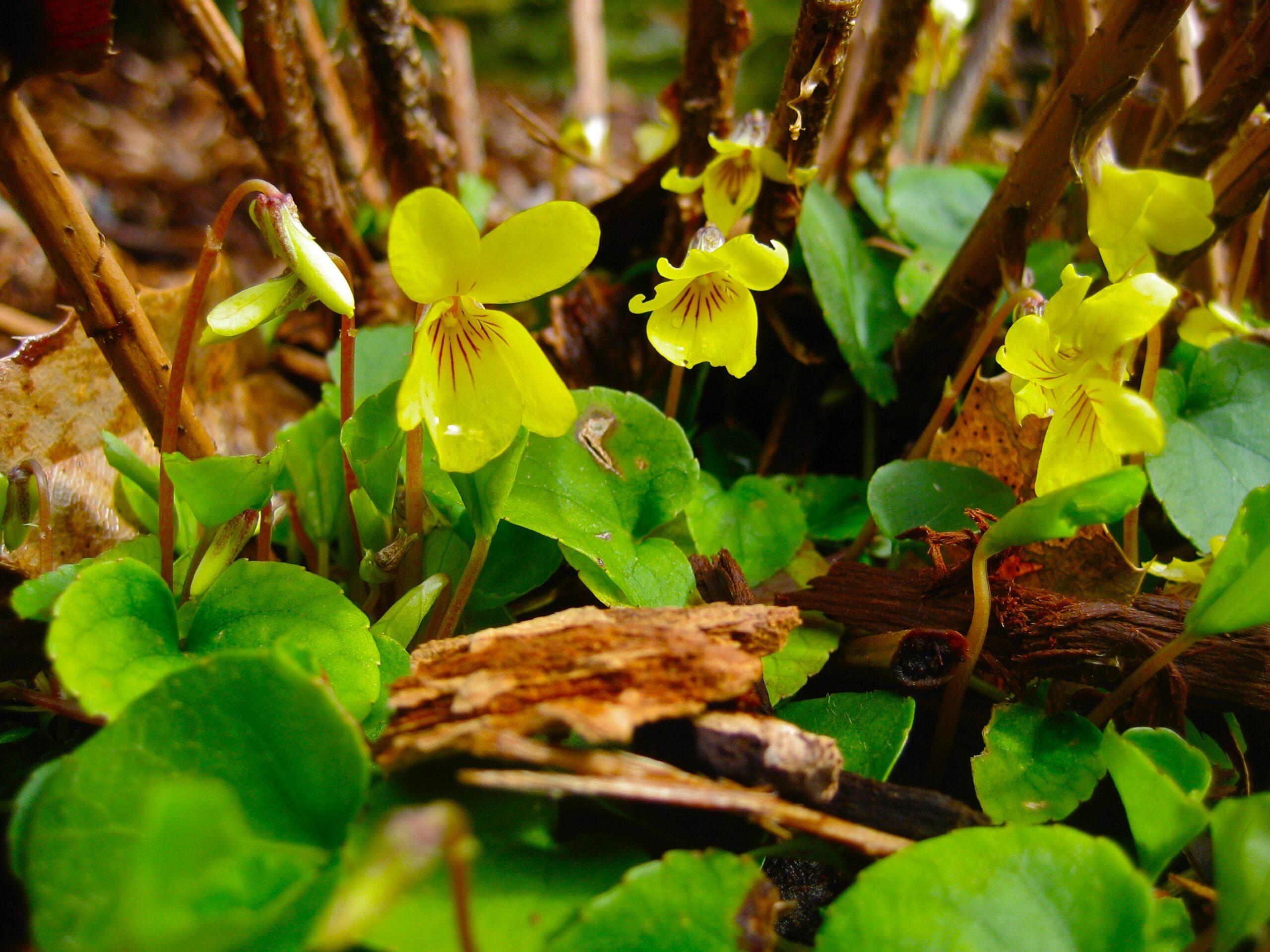 Wood Violet