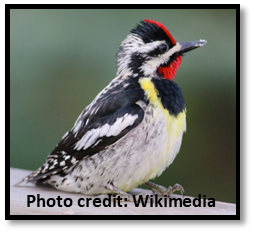 Yellow-bellied sapsucker