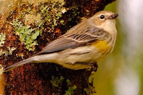 Yellow-Rumped Warbler Yellow-Rumped Warbler