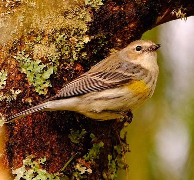 Yellow-Rumped Warbler Yellow-Rumped Warbler