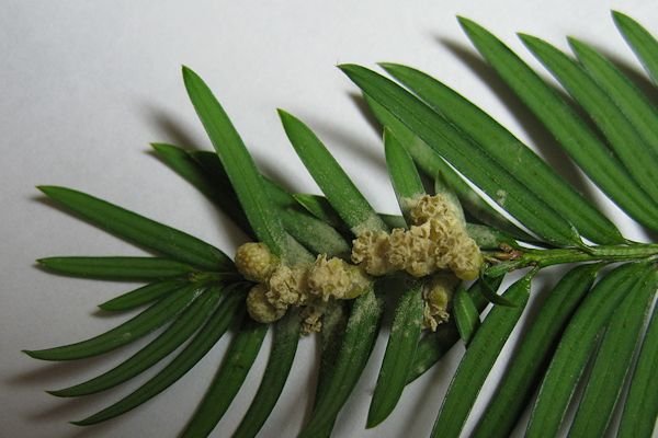 Pacific Yew pollen cones