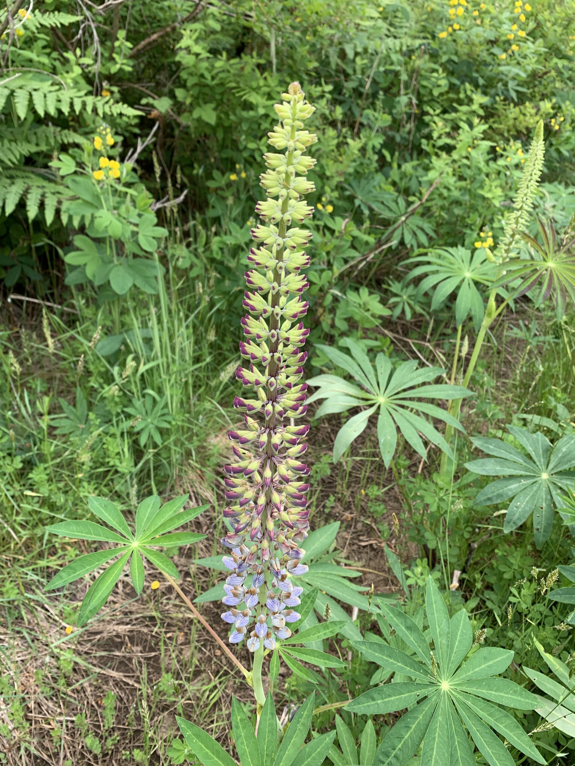 Broadleaf Lupine