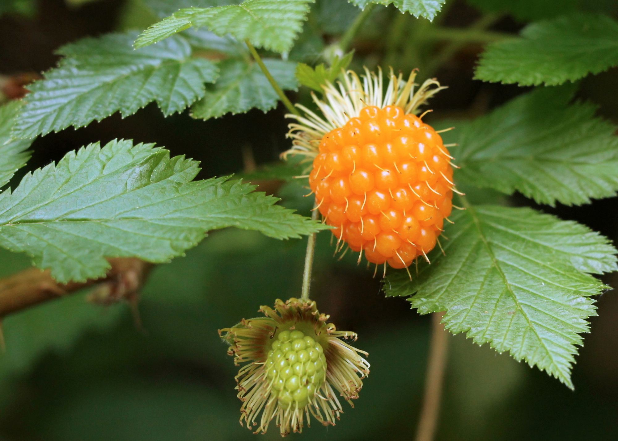 Salmonberry