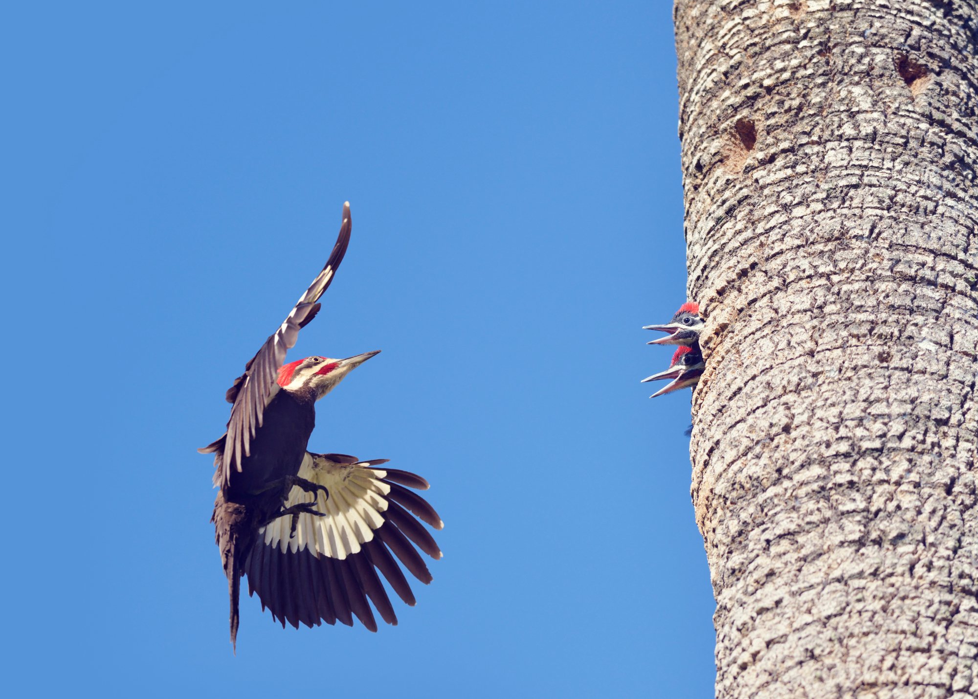 Pileated Woodpecker