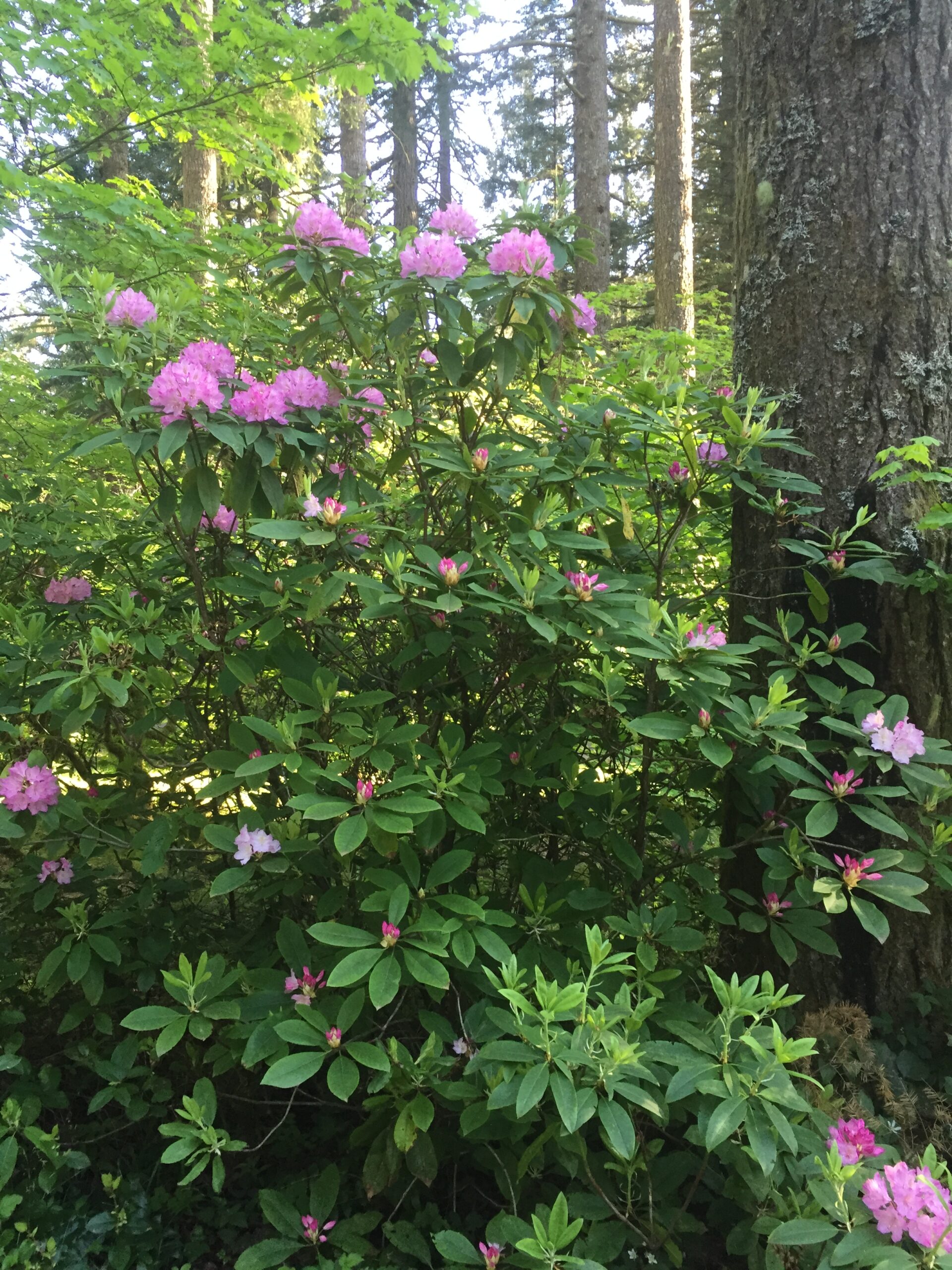 Pacific Rhododendron