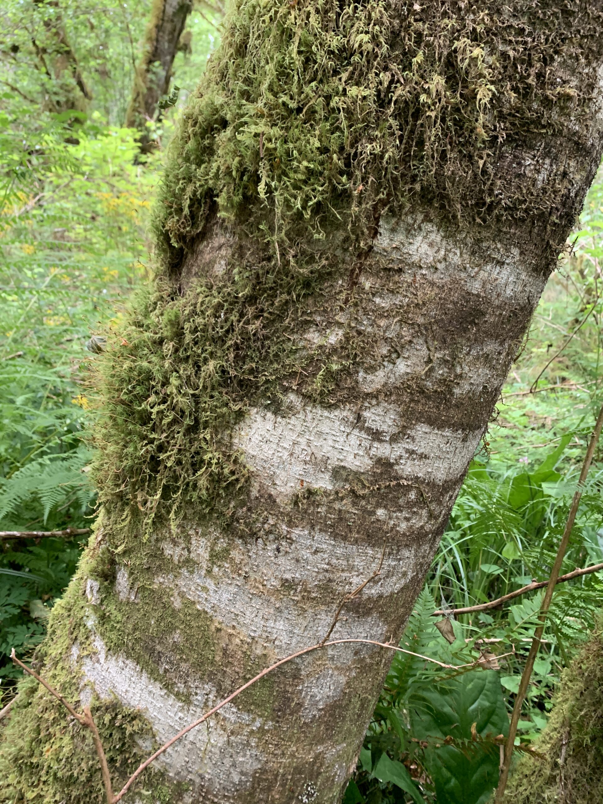 Red Alder