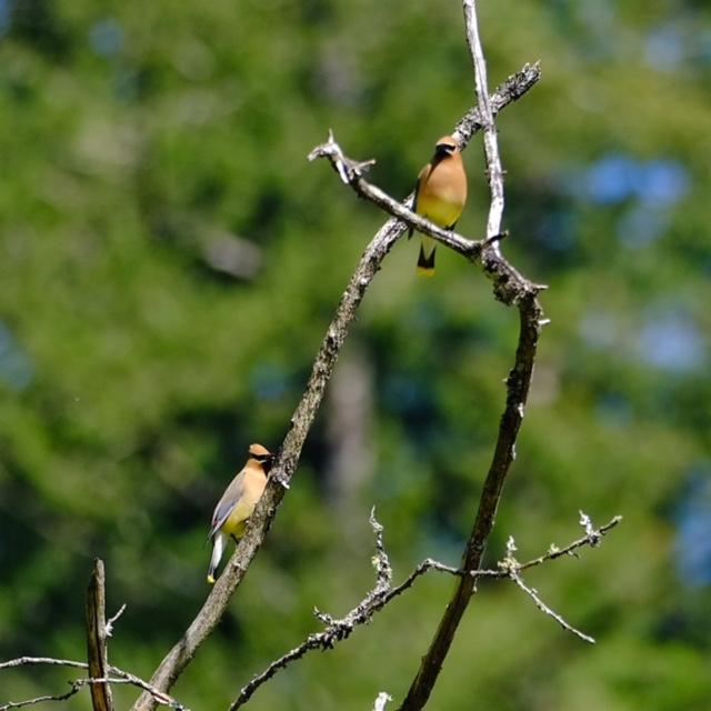 Cedar Waxwing