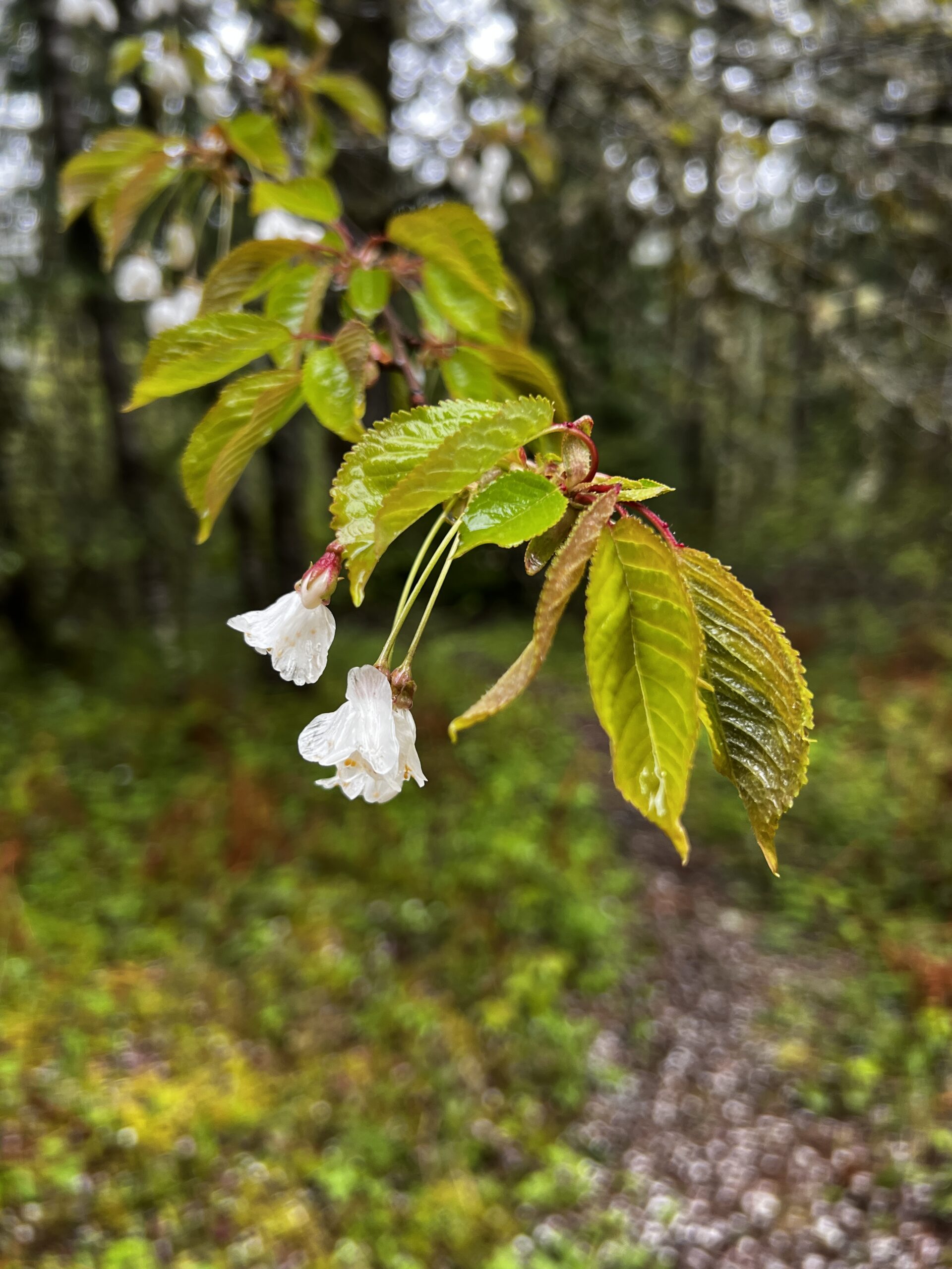 Bitter Cherry