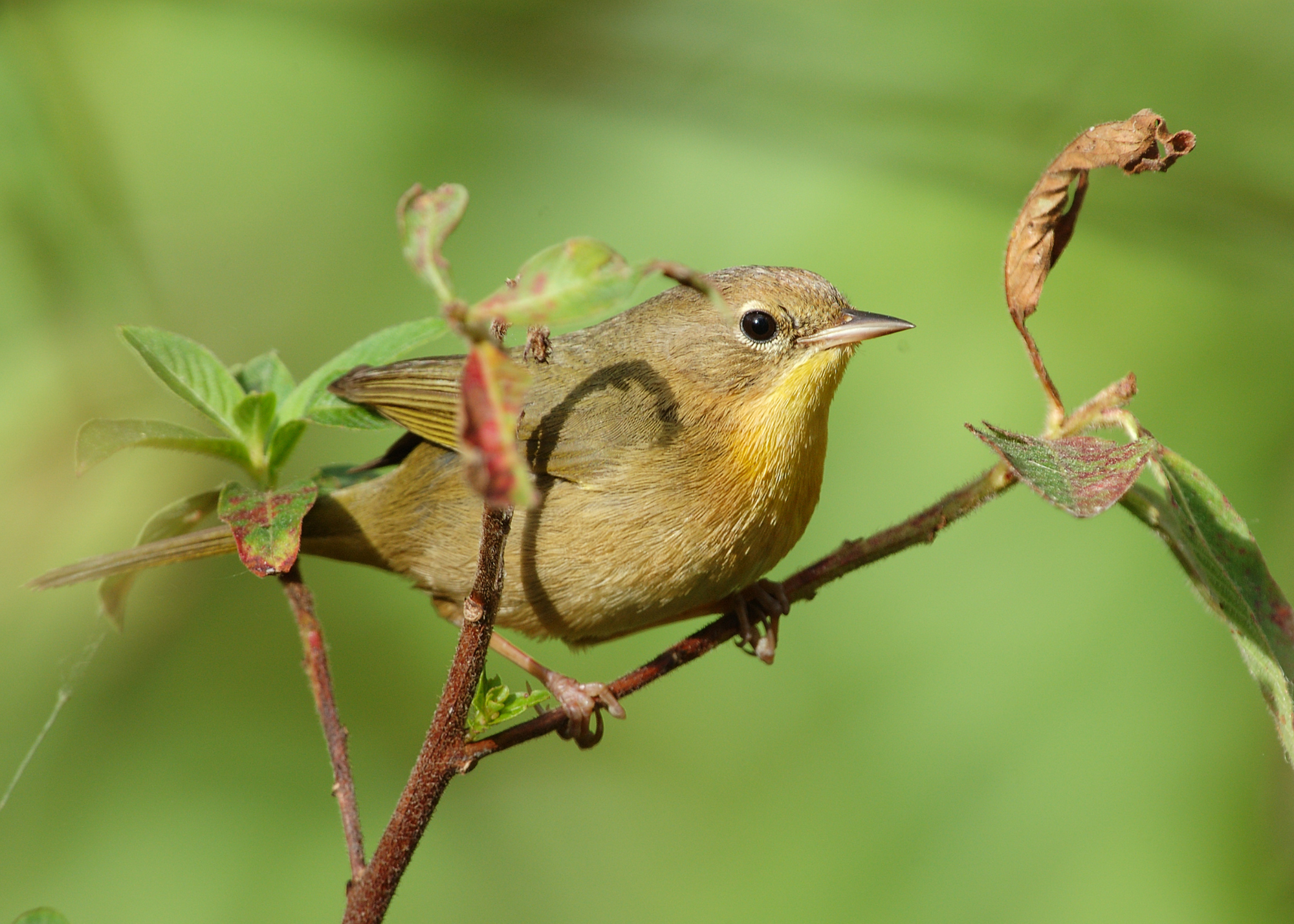 Common Yellowthroat