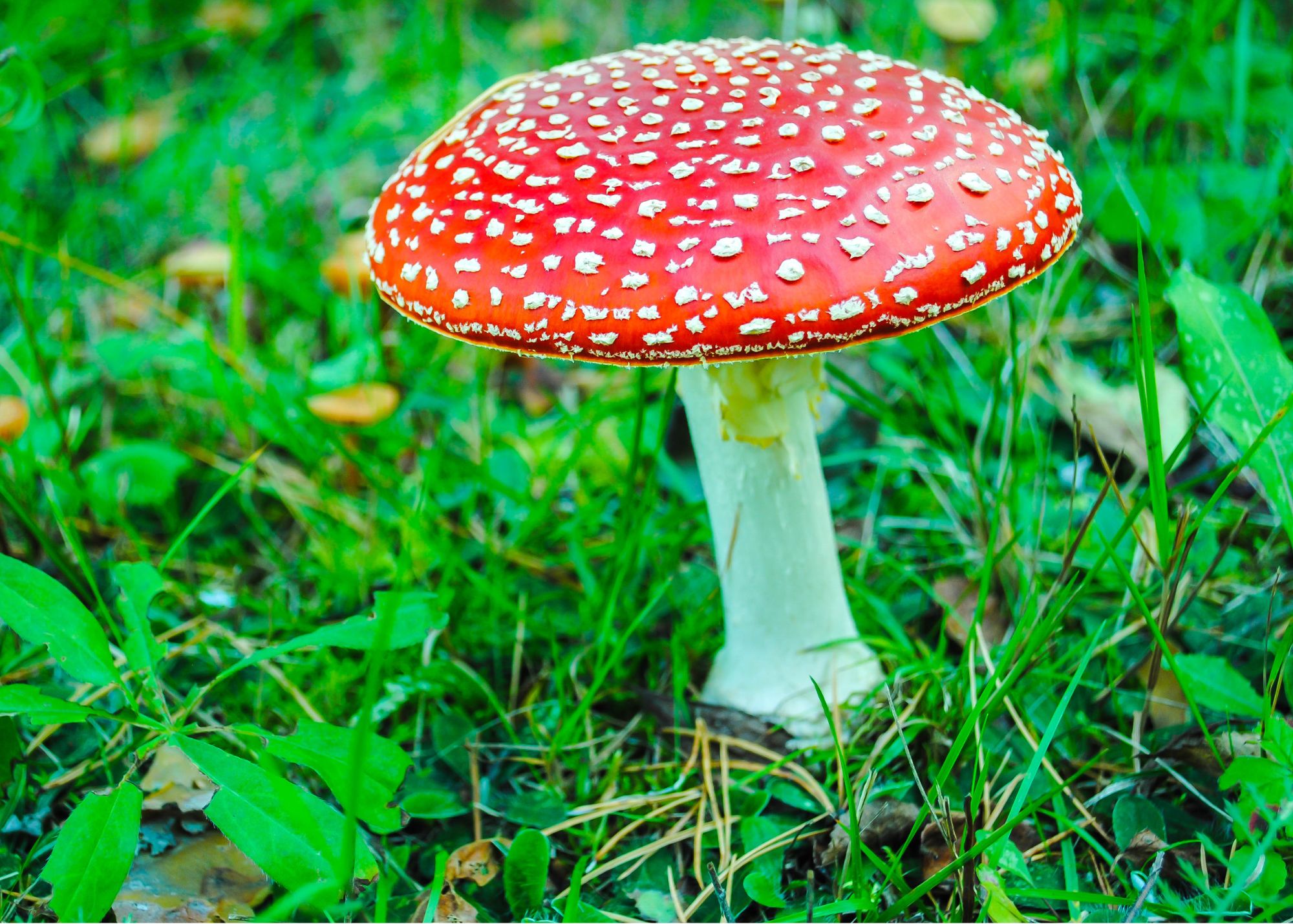 Fly Agaric