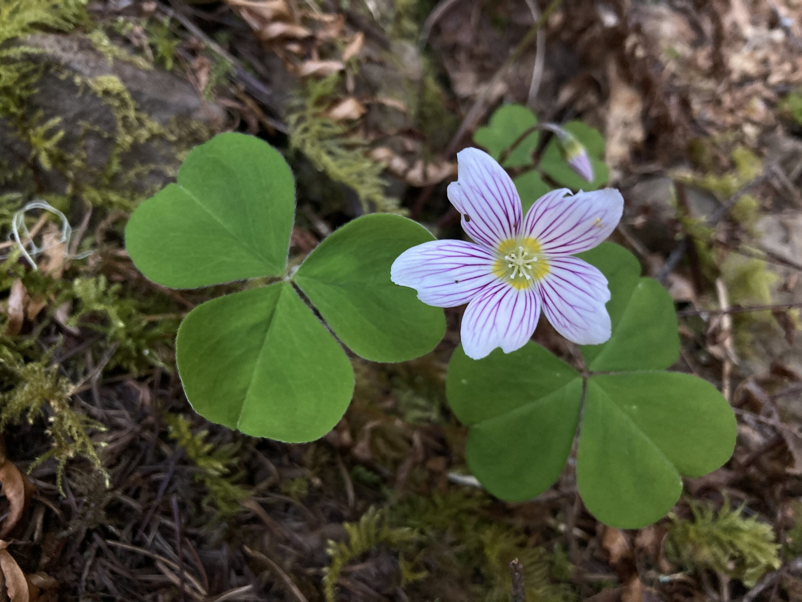 Wood Sorrel