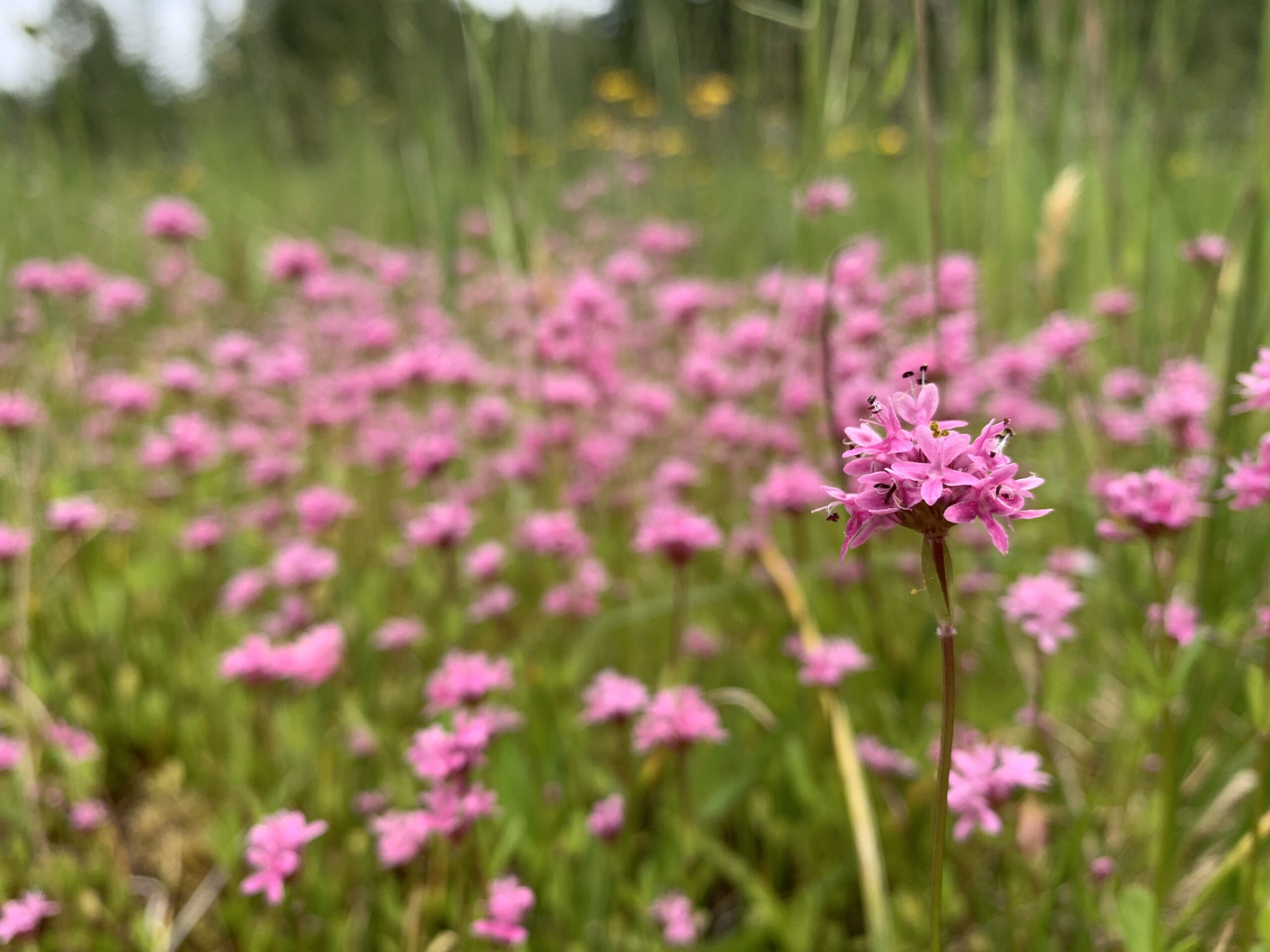Rosy Plectritis