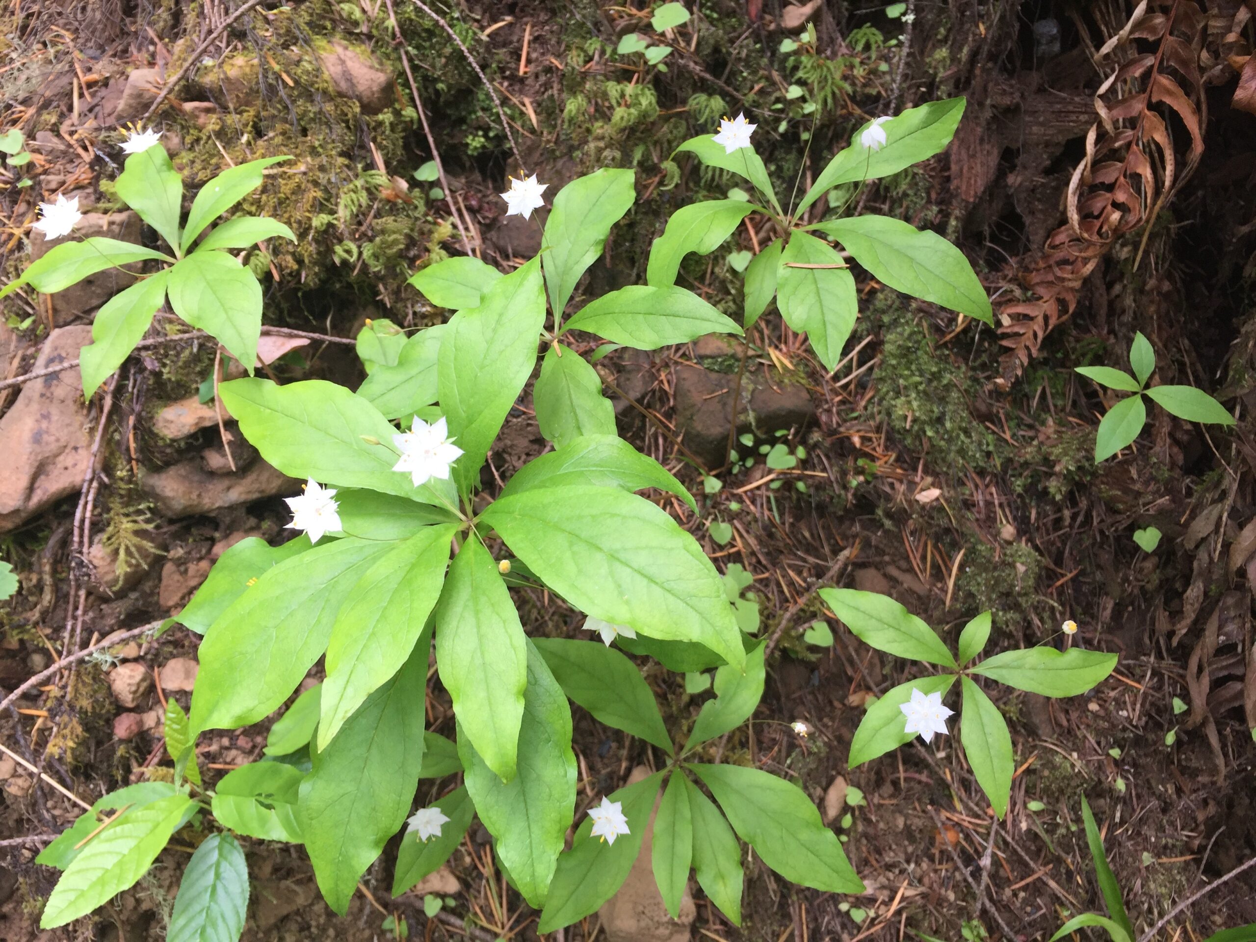Pacific Starflower
